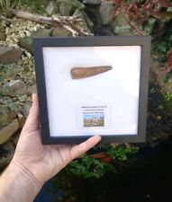 Fossil spinosaur tooth for sale  WREXHAM
