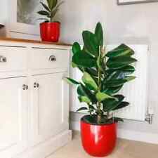 Rubber plant 110cm for sale Rubber plant 110cm for sale  BOLTON