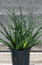 Sansevieria fernwood mikado for sale  Winterville