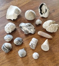 Rügen fossilien seeigel gebraucht kaufen  Brandenburg-Umland