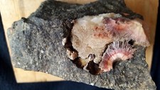 Natrolite rosa calcite usato  Bologna