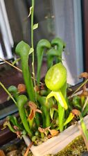 Darlingtonia californica samen gebraucht kaufen  Ingolstadt