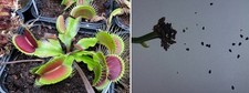 Semi dionaea muscipula usato  Grumo Appula