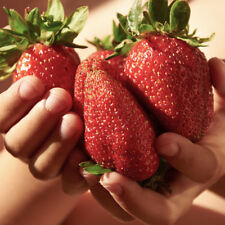 Strawberry plants sweet for sale  PETERBOROUGH