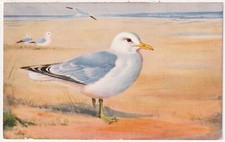 Common seagull larus for sale  UK