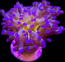 Live coral euphyllia for sale  Tampa