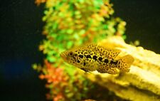 Jaguar cichlid aka for sale  Wimauma