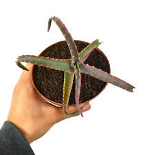 Aloe arborescens variegata usato  Napoli