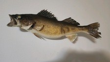 Walleye taxidermy mount for sale  Rib Lake