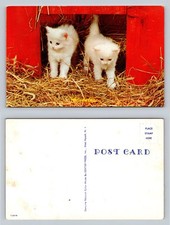 White kittens barn for sale  Niagara Falls