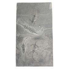 Schwimmsaurier fossilien platt gebraucht kaufen  Bernburg