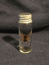 Wolf spider oddity for sale  Huntsville