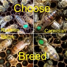 Queen bee 2025 for sale  Fredericksburg