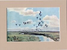 Peter scott pinkfeet for sale  SPALDING