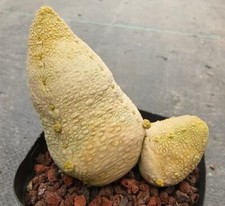 Rare pseudolithos migiurtinus for sale  Shipping to United Kingdom