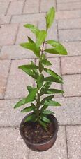 Pomegranate live tree for sale  USA