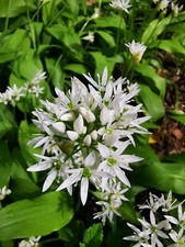 200 samen allium gebraucht kaufen  Siegen