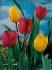 Blühende tulpen blumen gebraucht kaufen  Berlin
