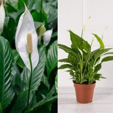 Peace lily 8.5cm for sale  ANTRIM