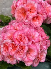 Pelargonie jungpflanze iriol gebraucht kaufen  Forbach