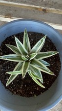 Agave white rhino for sale  San Marcos