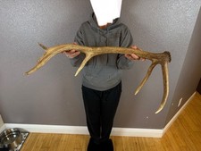 Elk shed antler for sale  Moscow