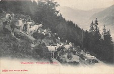 Swiss goat herd d'occasion  Expédié en Belgium
