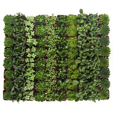 Green succulent for sale  Miami