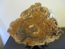 Beautiful petrified wood for sale  Chicago