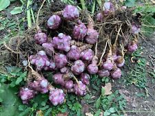 Topinambur crema naturale usato  San Lorenzo Nuovo