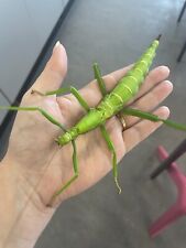 Large green bean for sale  LIVERPOOL