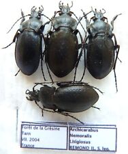 Carabus archicarabus nemoralis d'occasion  Le Havre-