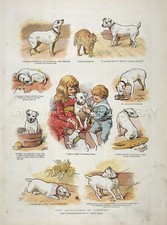 Dog danish swedish d'occasion  Expédié en Belgium