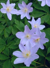 Rhizomes. anemone nemorosa for sale  COLCHESTER