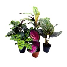 Calathea assortment inch for sale  Apopka