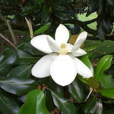 Magnolia grandiflora exmouth d'occasion  Pouzauges