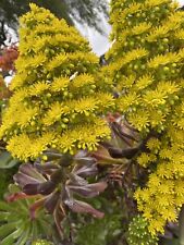 Succulent cuttings aeonium for sale  Santa Maria