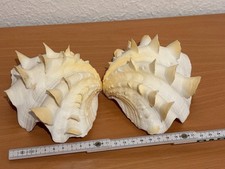 Sammler rarität riesenmuschel gebraucht kaufen Sammler rarität riesenmuschel gebraucht kaufen  Kasbach-Ohlenberg, Hausen, Dattenbg.