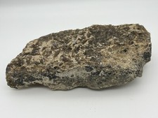 Turritella shell fossil for sale  Pahrump