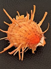 Spondylus americanus d'occasion  Saint-Aygulf