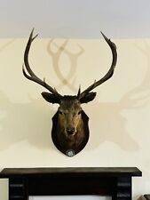 stag head taxidermy for sale  FAREHAM