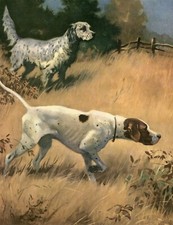 Pointer english setter for sale Pointer english setter for sale  COLEFORD
