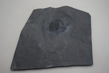 Bundenbach fossil trilobit gebraucht kaufen  Gütersloh