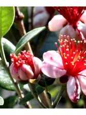 Piante feijoa sellowiana usato  Terlizzi