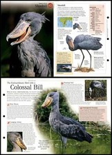 Shoebill birds discovering for sale  SLEAFORD