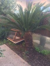Vendo cycas revoluta usato  Roma
