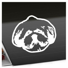 Shih tzu hund gebraucht kaufen  Leipzig