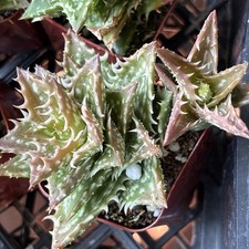 Aloe cv. crosby for sale  Oakland