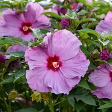 Hibiscus lilac crush for sale  Jasper
