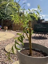 Bonsai weeping willow for sale  STONE